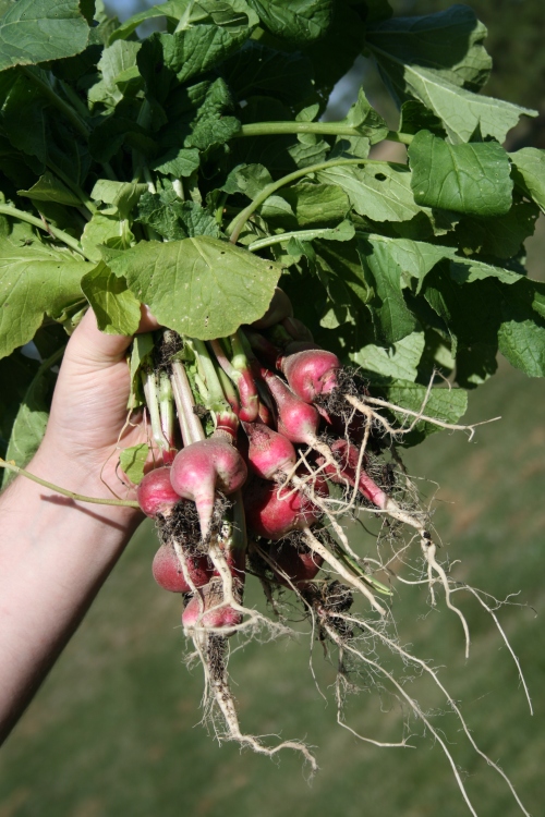 Homegrown radishes from our garden plot