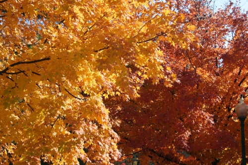 Red and Golden Trees